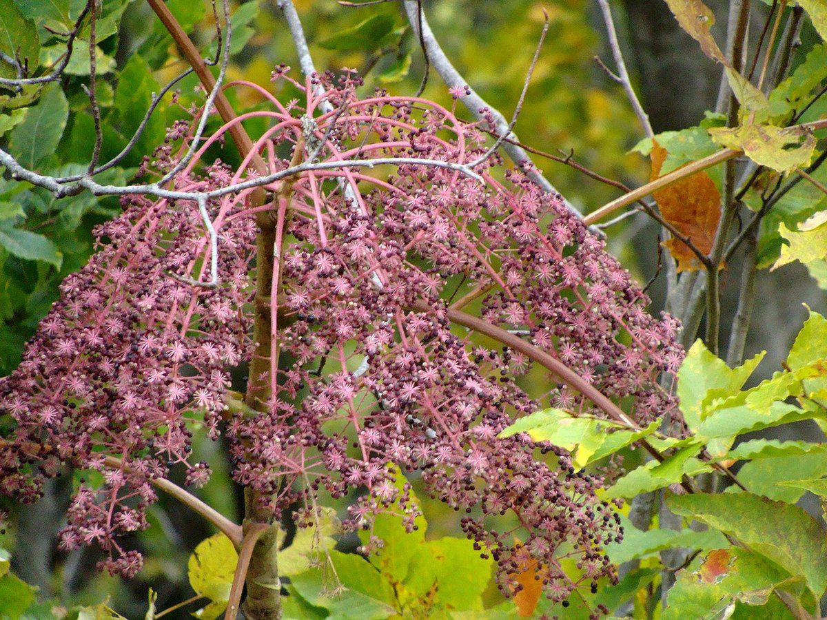 ARALIA JAPOŃSKA - ARALIA ELATA - obrazek 4