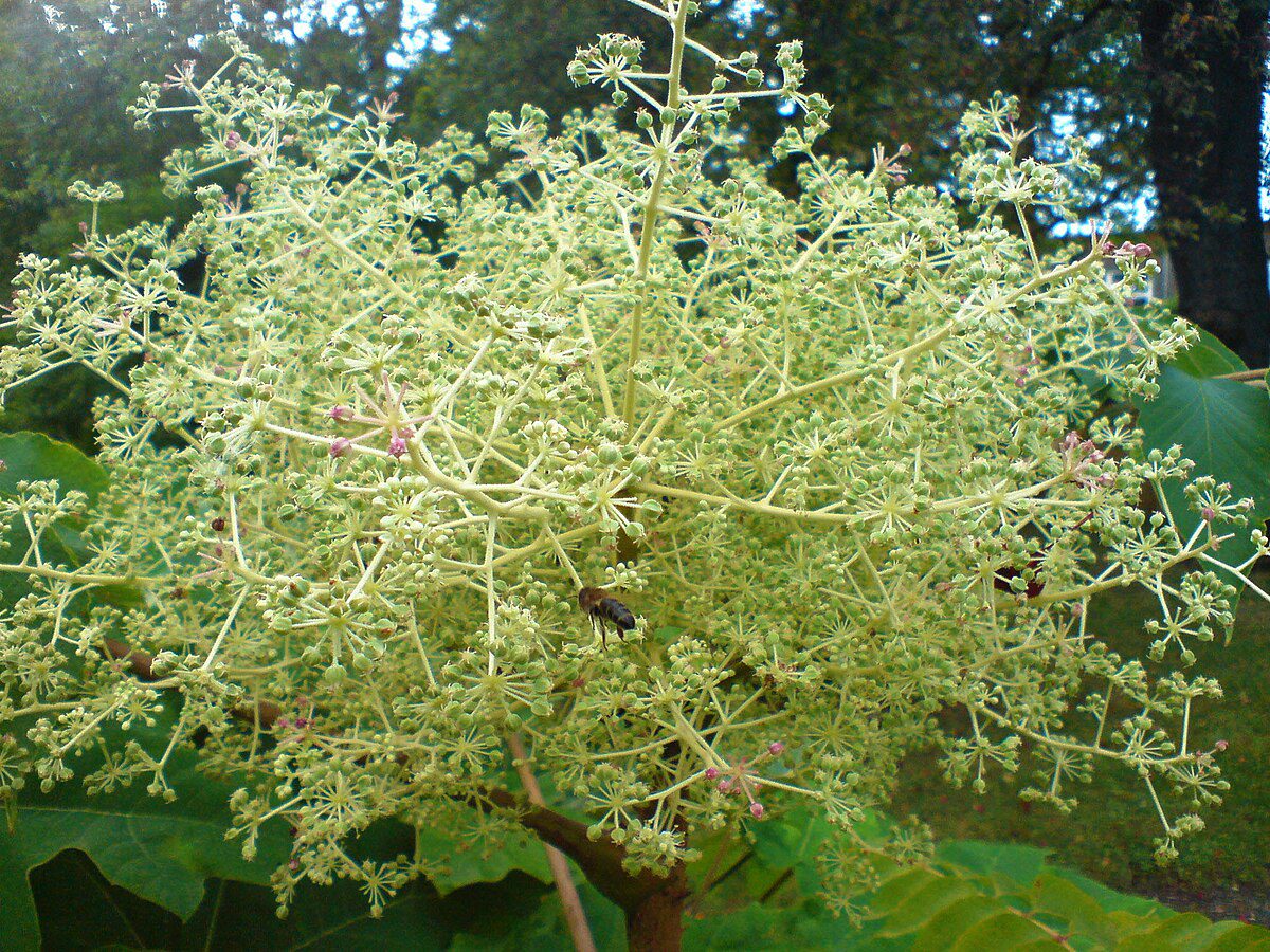 ARALIA JAPOŃSKA - ARALIA ELATA - obrazek 5