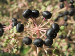 ARALIA JAPOŃSKA - ARALIA ELATA