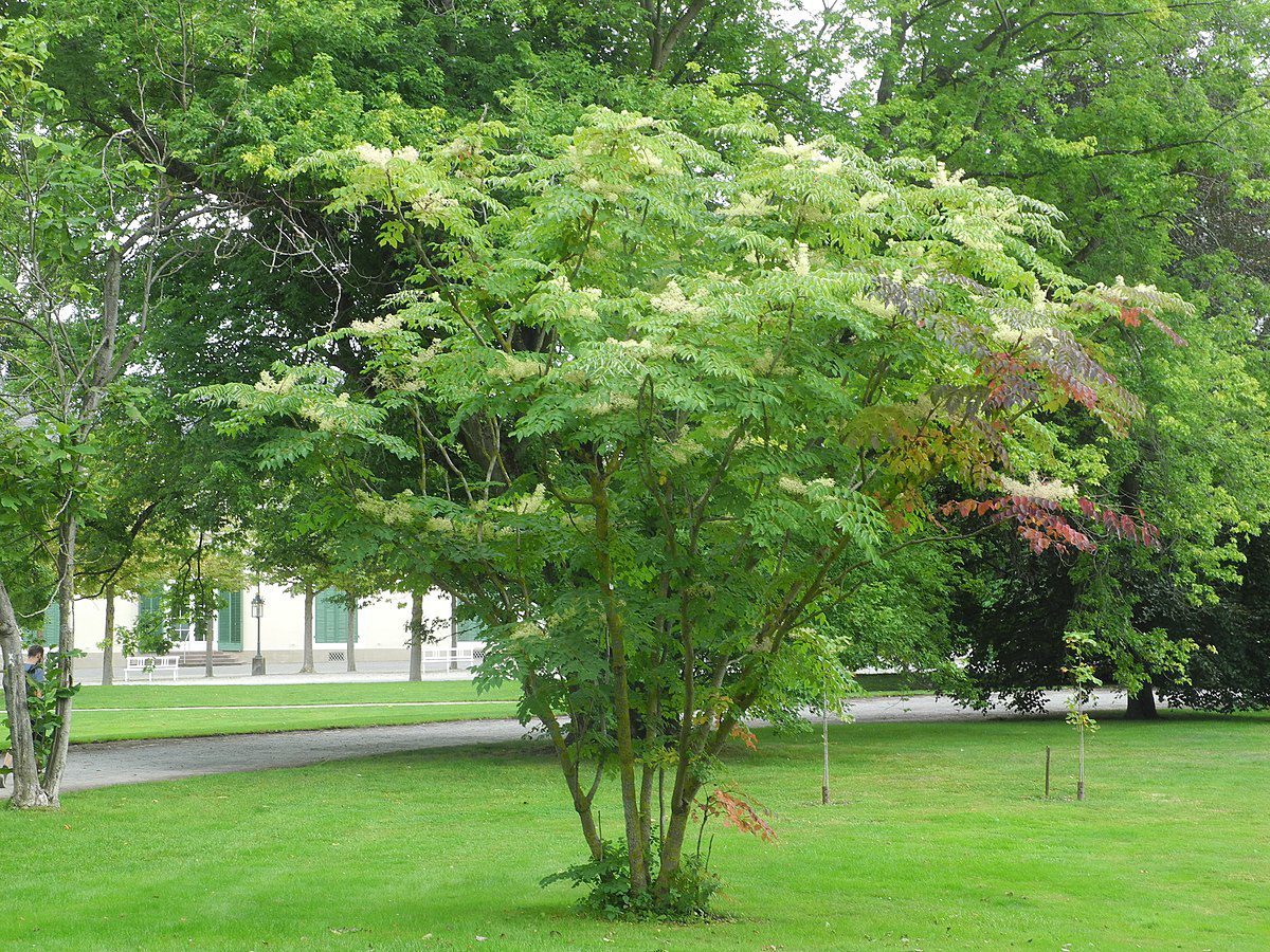 ARALIA JAPOŃSKA - ARALIA ELATA - obrazek 2