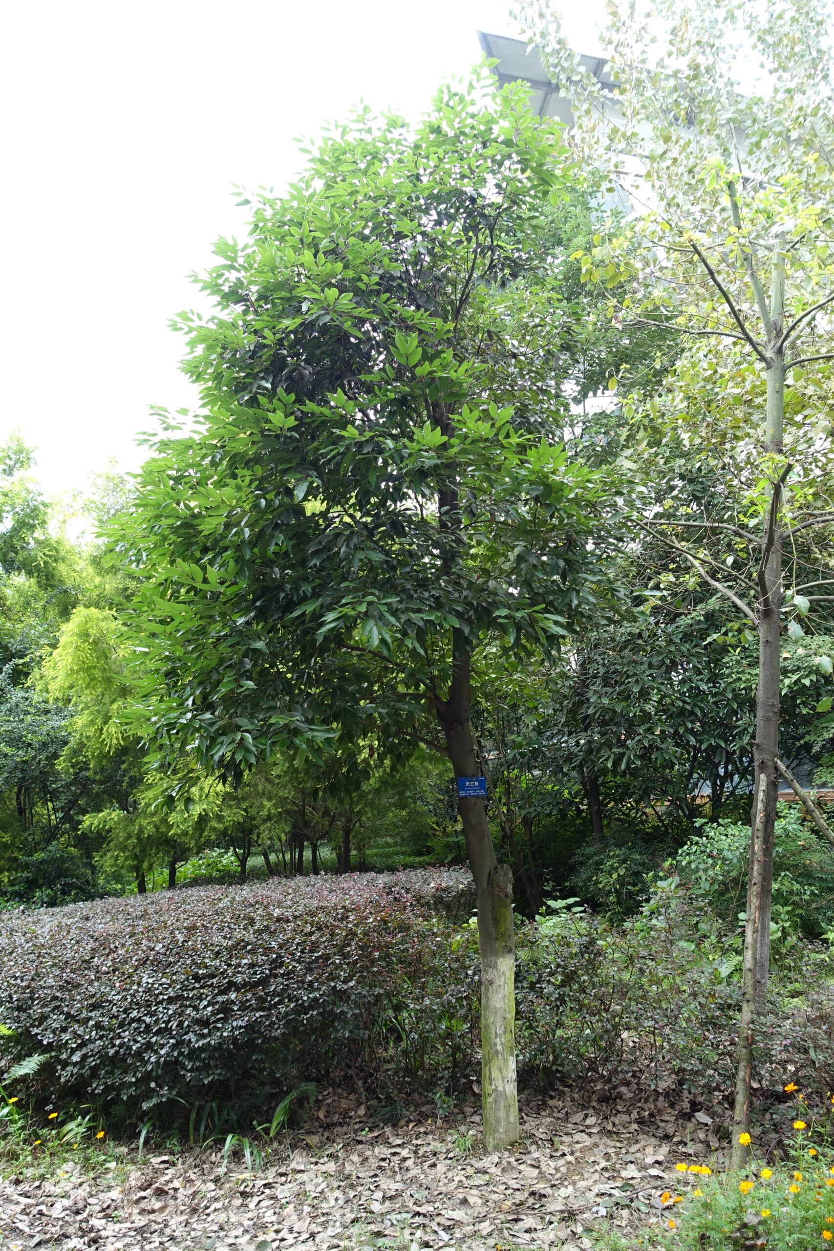 CYNAMONOWIEC JAPOŃSKI - CINNAMOMUM JAPONICUM