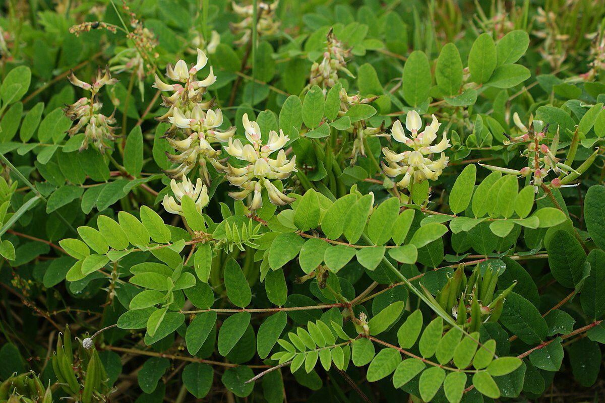 TRAGANEK LUKRECJOWY - ASTRAGALUS GLYCYPHYLLOS - obrazek 2