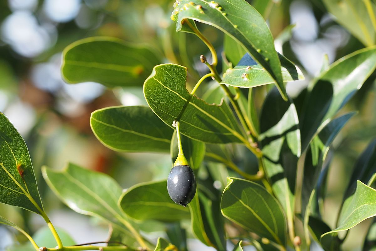 CYNAMONOWIEC JAPOŃSKI - CINNAMOMUM JAPONICUM - obrazek 3