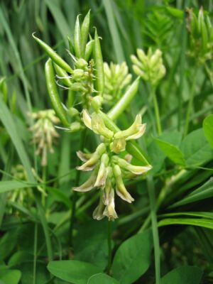 TRAGANEK LUKRECJOWY - ASTRAGALUS GLYCYPHYLLOS
