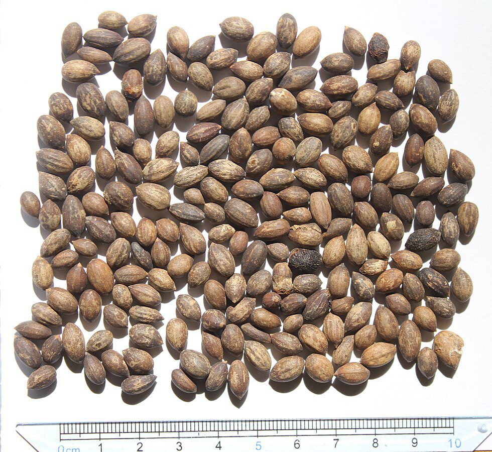CYNAMONOWIEC JAPOŃSKI - CINNAMOMUM JAPONICUM - obrazek 2