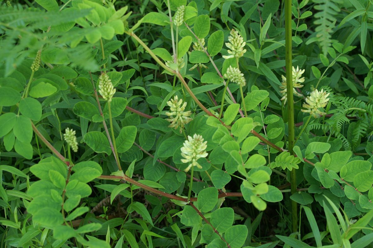 TRAGANEK LUKRECJOWY - ASTRAGALUS GLYCYPHYLLOS - obrazek 3