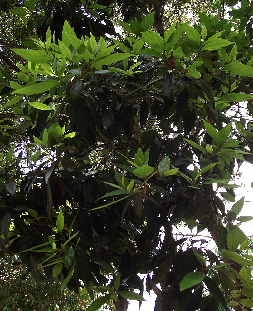 CYNAMONOWIEC JAPOŃSKI - CINNAMOMUM JAPONICUM - obrazek 4