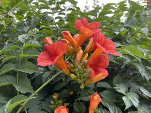 MILIN AMERYKAŃSKI FLAMENCO - CAMPSIS RADICANS FLAMENCO