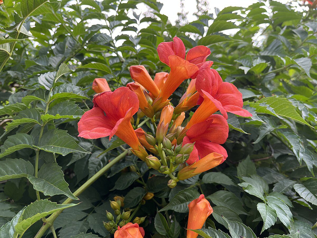 MILIN AMERYKAŃSKI FLAMENCO - CAMPSIS RADICANS FLAMENCO
