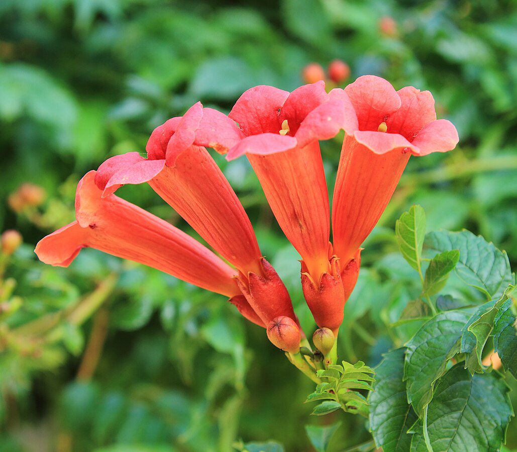 MILIN AMERYKAŃSKI FLAMENCO - CAMPSIS RADICANS FLAMENCO - obrazek 4