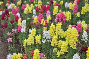 LWIA PASZCZA MIX KOLORÓW- WYŻLIN WIĘKSZY - ANTIRRHINUM MAJUS