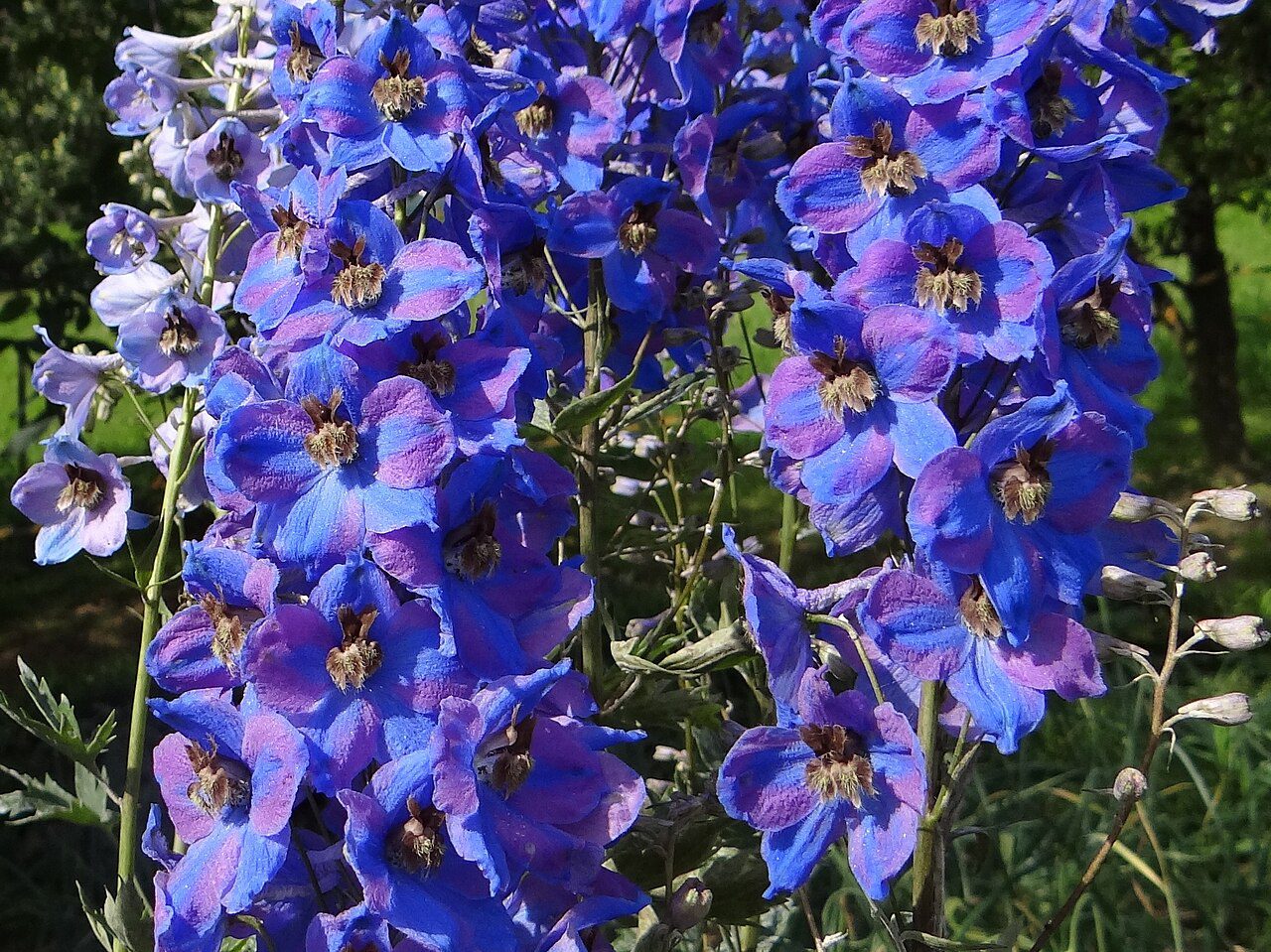 OSTRÓŻKA OGRODOWA - DELPHINIUM X CULTORUM - MIX KOLORÓW - obrazek 3
