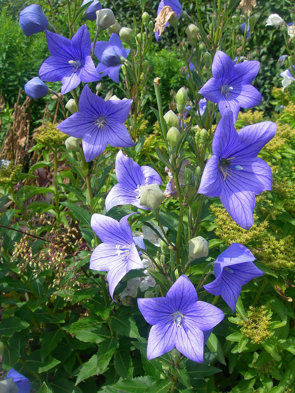 ROZWAR NIEBIESKI - PLATYCODON GRANDIFLORUM