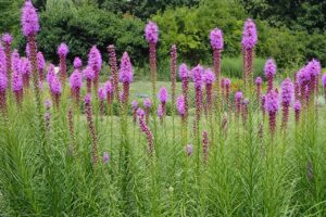 LIATRA KŁOSOWA - LIATRIS SPICATA - PIÓRO PRERIOWE