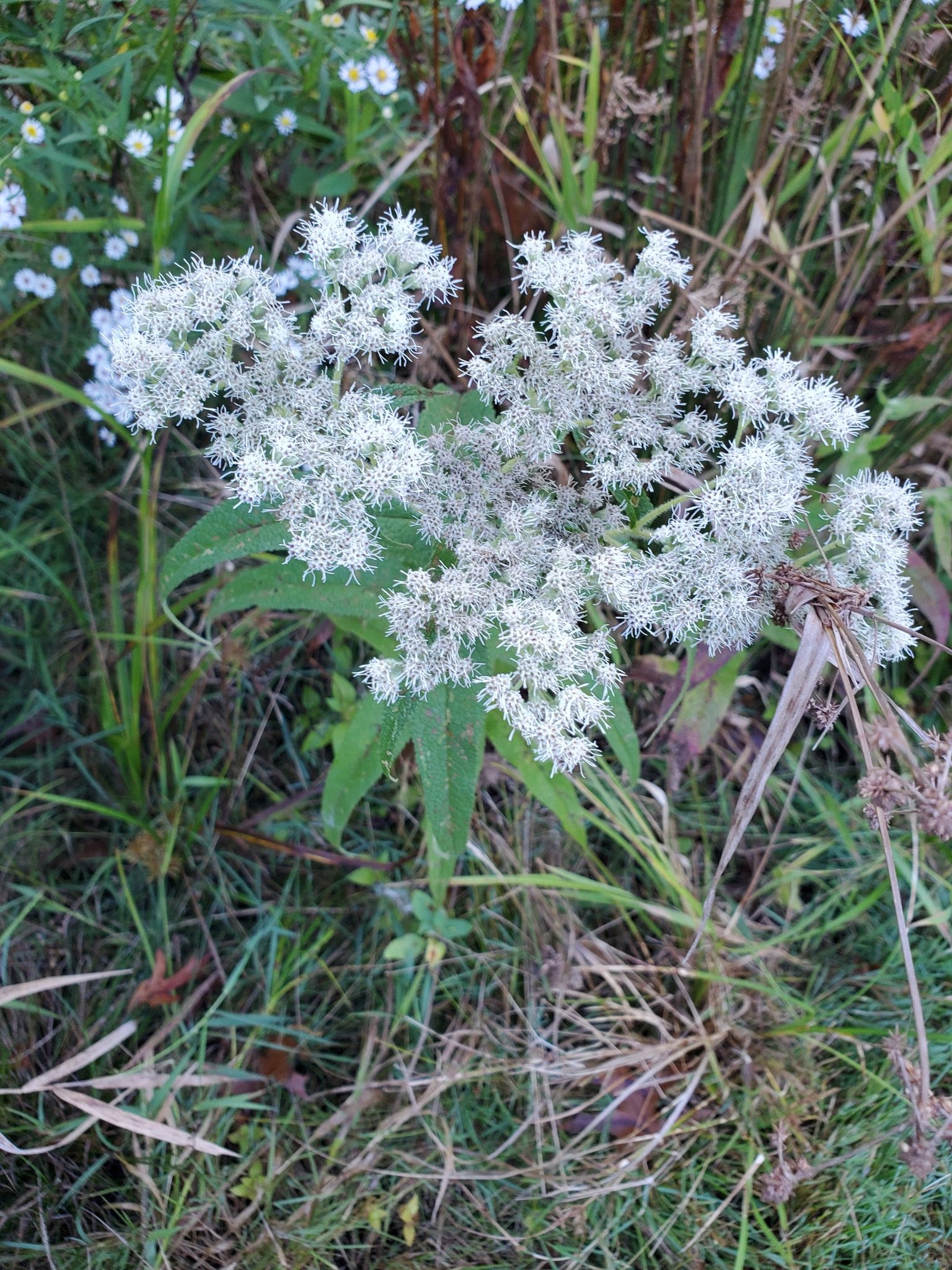 SADZIEC BAGIENNY- EUPATORIUM PERFOLIATUM - obrazek 3