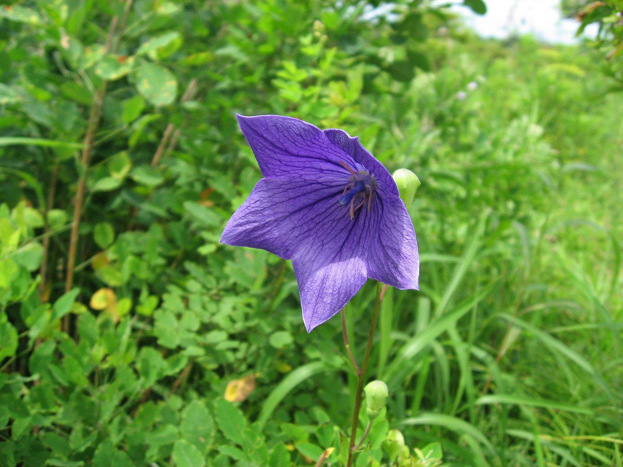 ROZWAR NIEBIESKI - PLATYCODON GRANDIFLORUM - obrazek 4