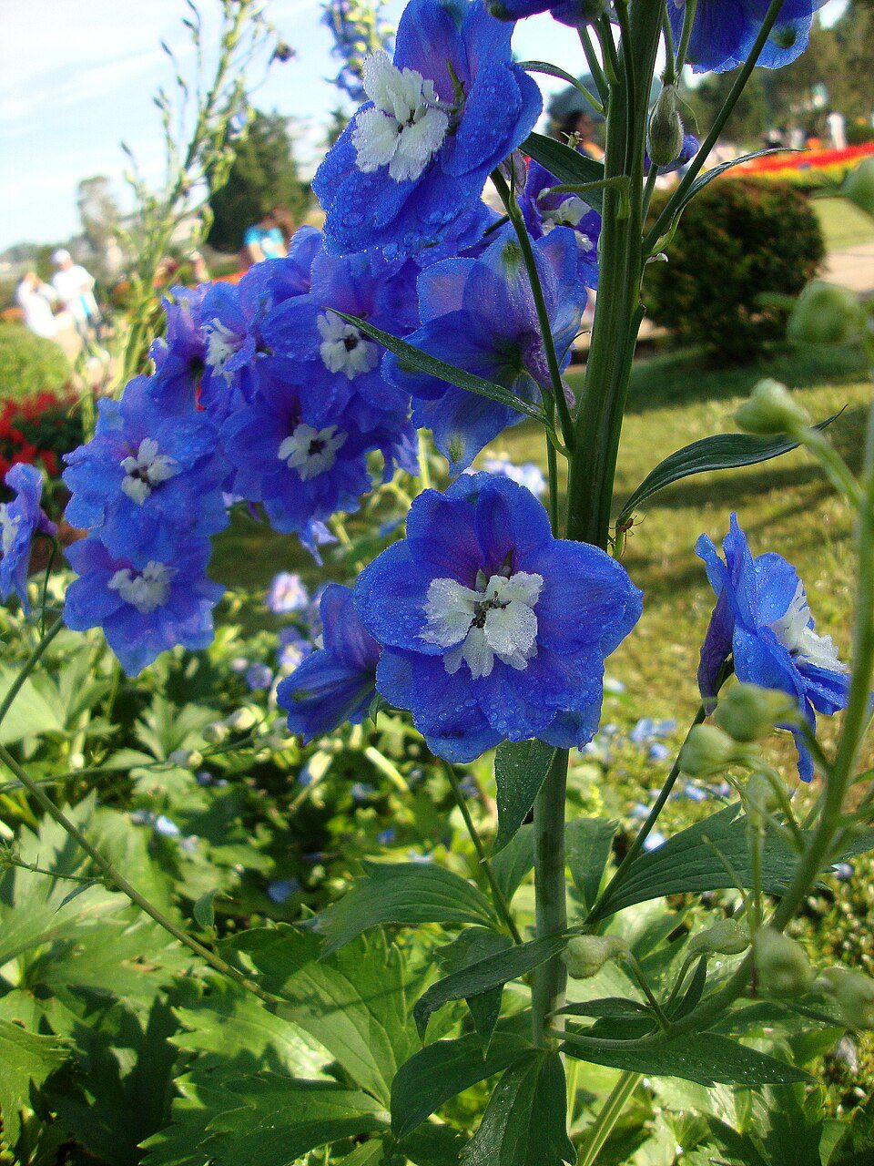 OSTRÓŻKA OGRODOWA - DELPHINIUM X CULTORUM - MIX KOLORÓW - obrazek 2