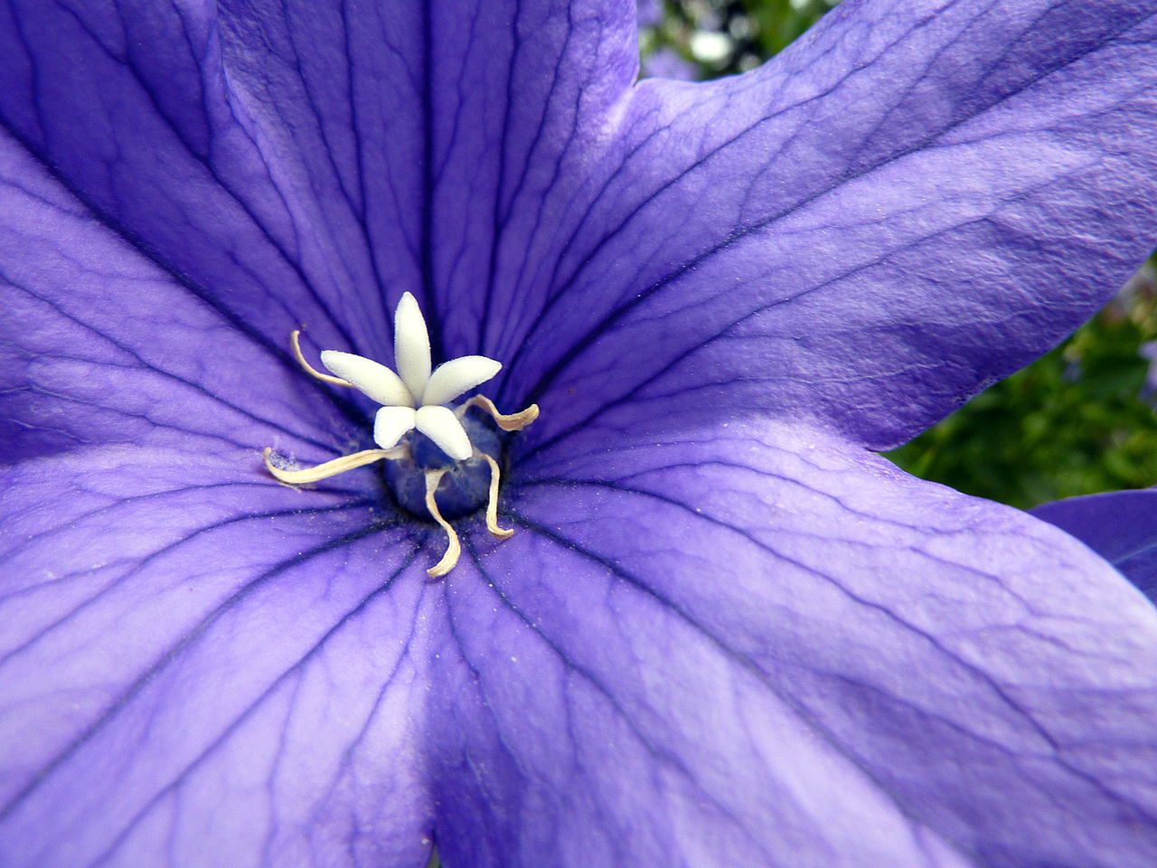 ROZWAR NIEBIESKI - PLATYCODON GRANDIFLORUM - obrazek 3