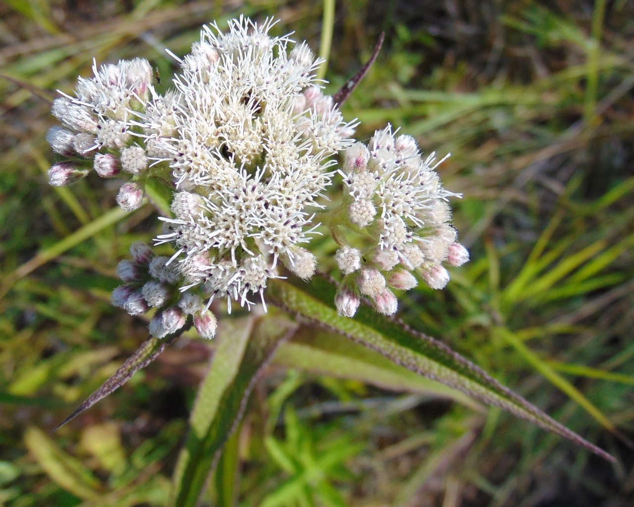 SADZIEC BAGIENNY- EUPATORIUM PERFOLIATUM - obrazek 2