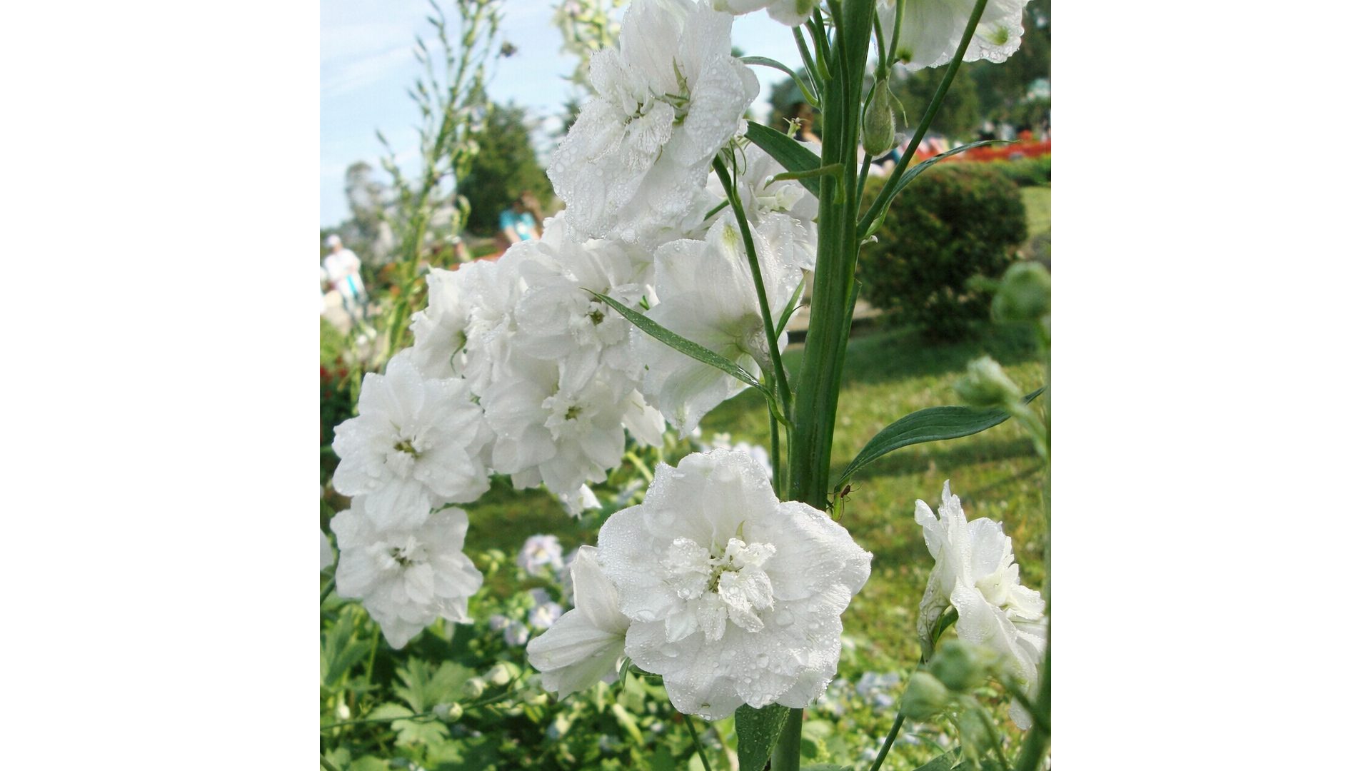 OSTRÓŻKA OGRODOWA - DELPHINIUM X CULTORUM - MIX KOLORÓW - obrazek 4