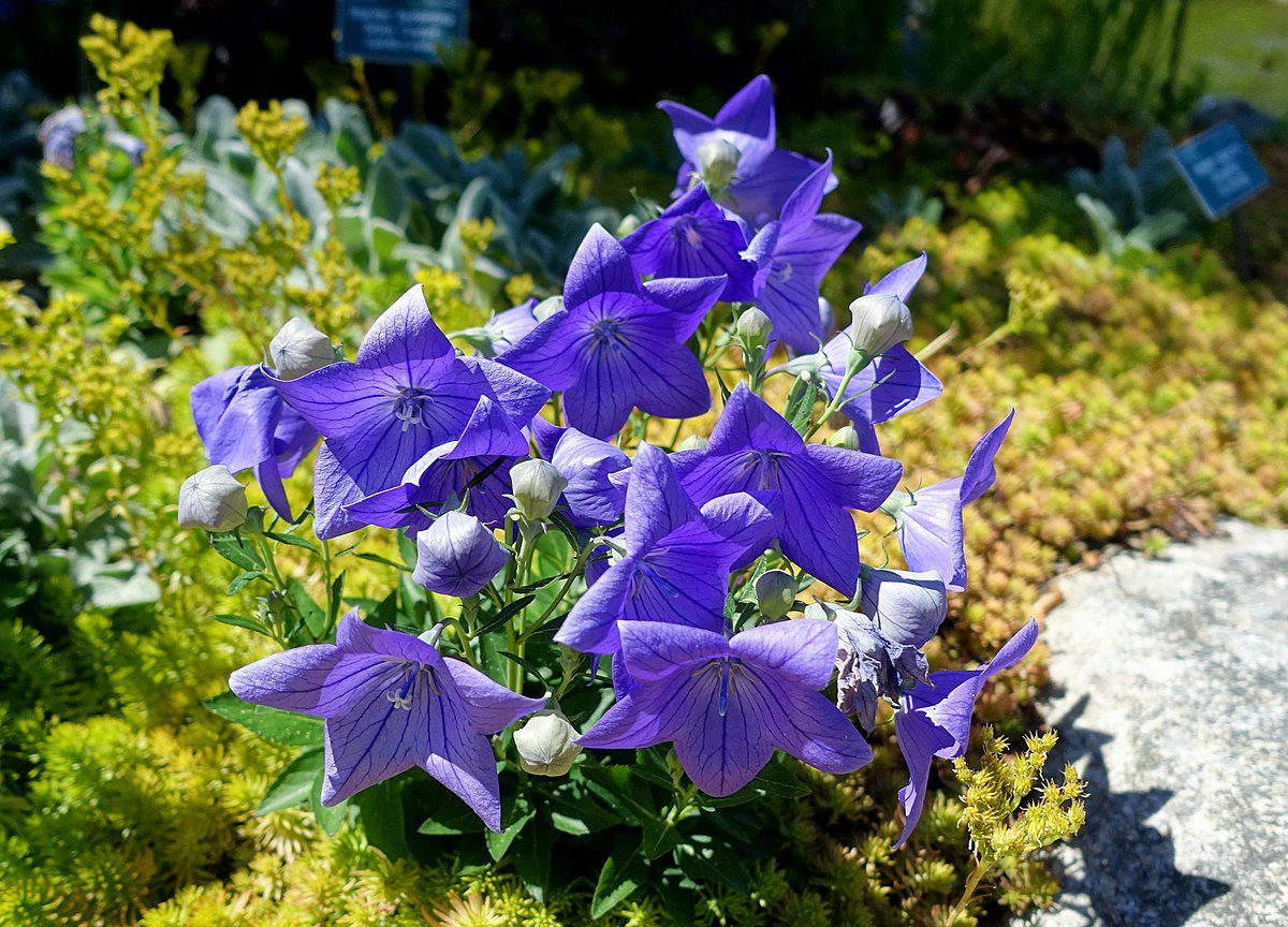 ROZWAR NIEBIESKI - PLATYCODON GRANDIFLORUM - obrazek 2