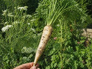 MARCHEW DZIKA- PRAMARCHEW BIAŁA - DAUCUS CAROTA