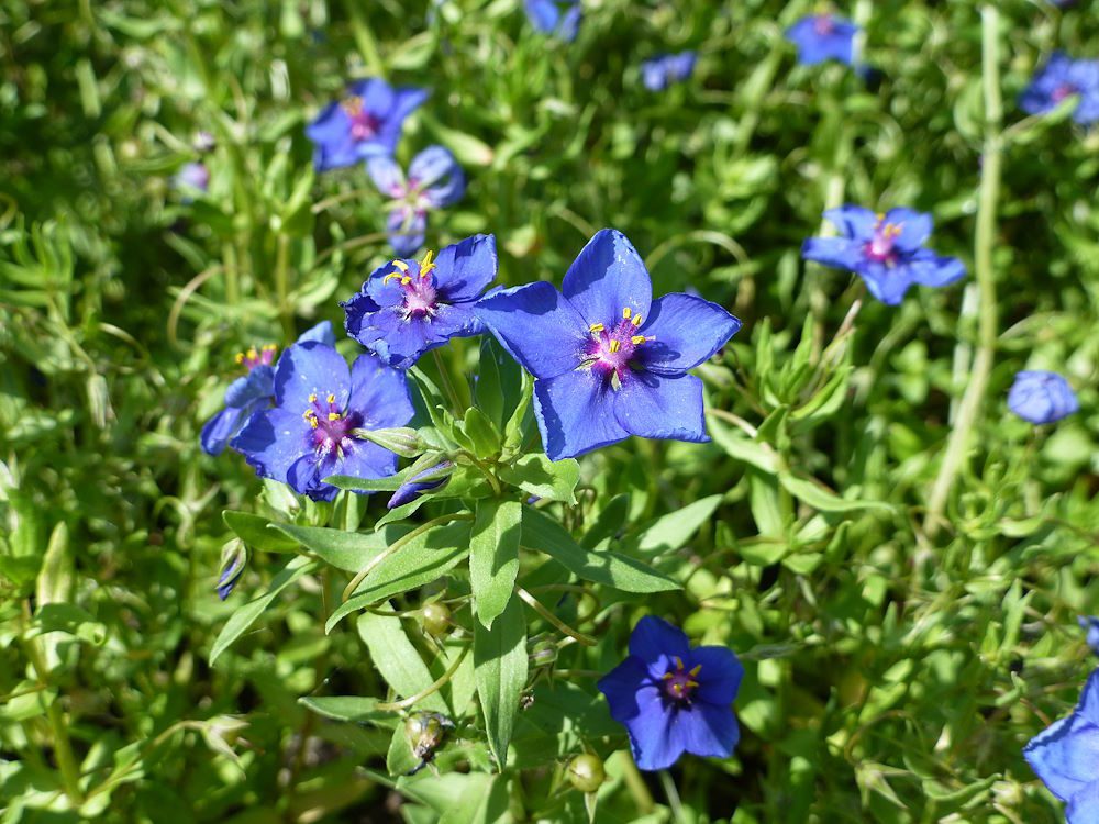 KURZYŚLAD POLNY - ANAGALLIS ARVENSIS L. - obrazek 4