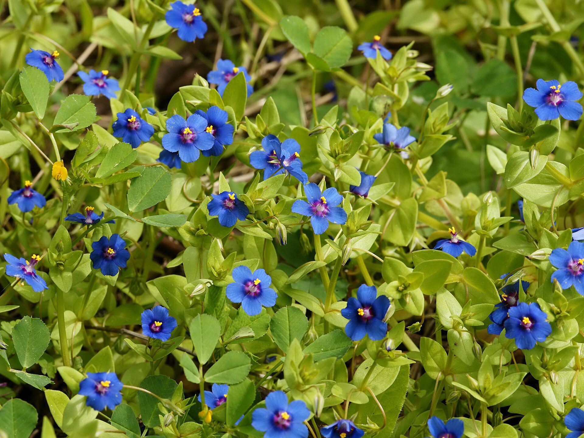 KURZYŚLAD POLNY - ANAGALLIS ARVENSIS L. - obrazek 3