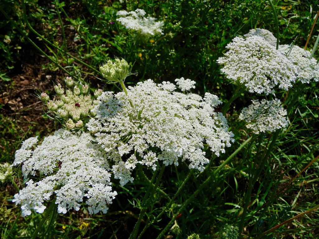 MARCHEW DZIKA- PRAMARCHEW BIAŁA - DAUCUS CAROTA - obrazek 2