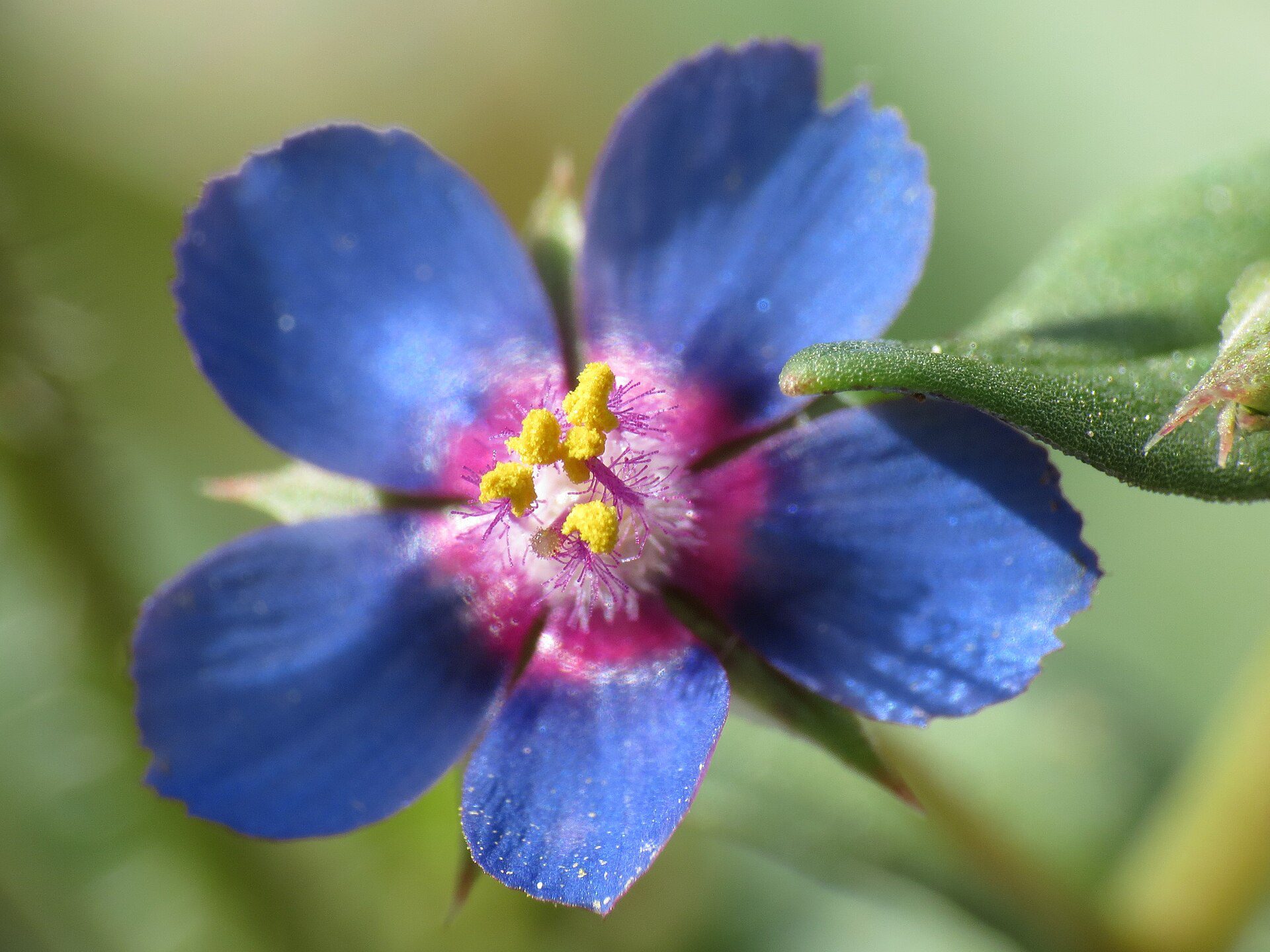 KURZYŚLAD POLNY - ANAGALLIS ARVENSIS L. - obrazek 2