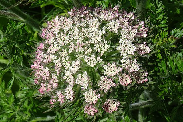 MARCHEW DZIKA- PRAMARCHEW BIAŁA - DAUCUS CAROTA - obrazek 3