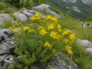DZIURAWIEC SKALNY WIELOLISTNY - HYPERICUM POLYPHYLLUM