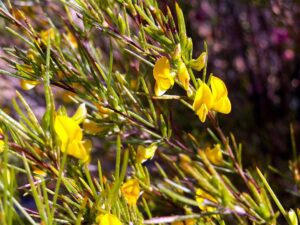 ASPALAT PROSTY - CZERWONA HERBATA ROOIBOS, CZERWONOKRZEW - ASPALATHUS LINEARIS
