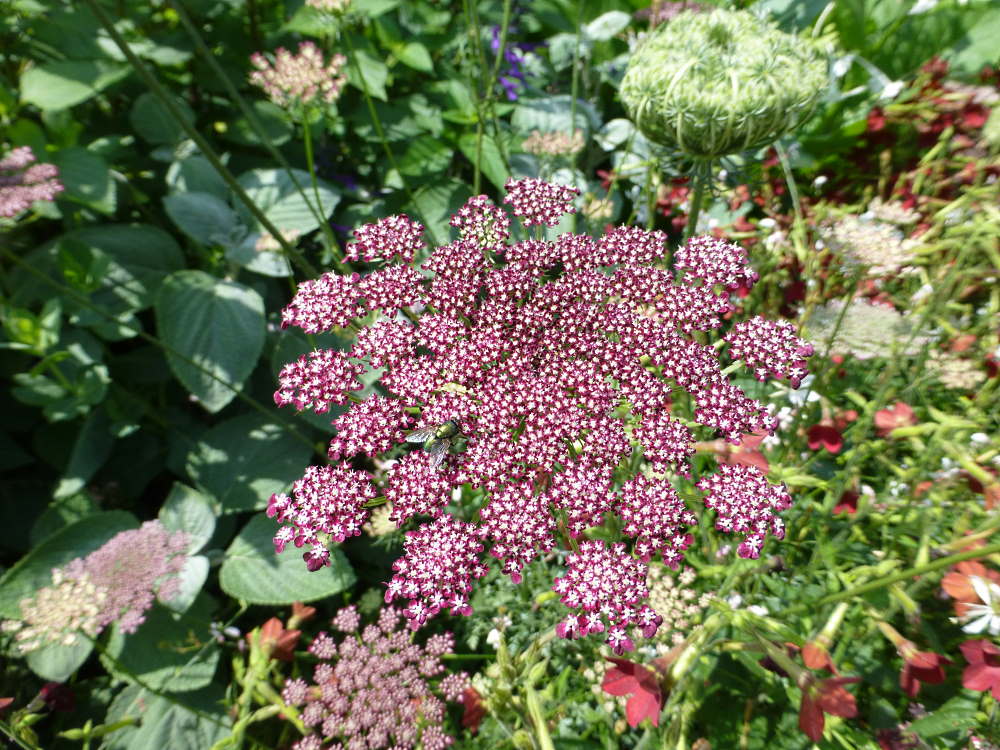 MARCHEW LEŚNA OZDOBNA - DAUCUS CAROTA DARA - obrazek 3