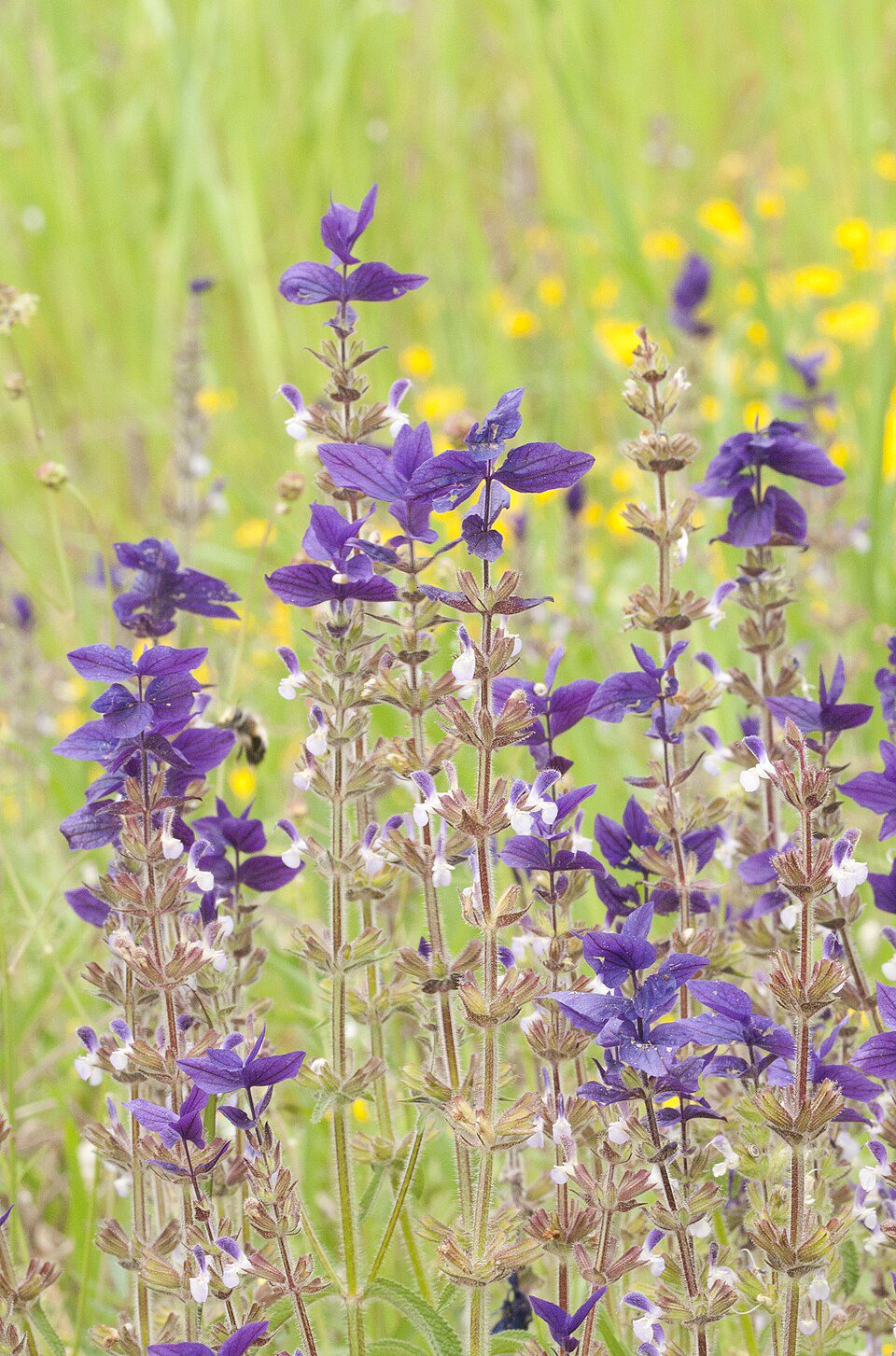 SZAŁWIA POWABNA BLUE MONDAY- SALVIA HORMINUM - obrazek 2