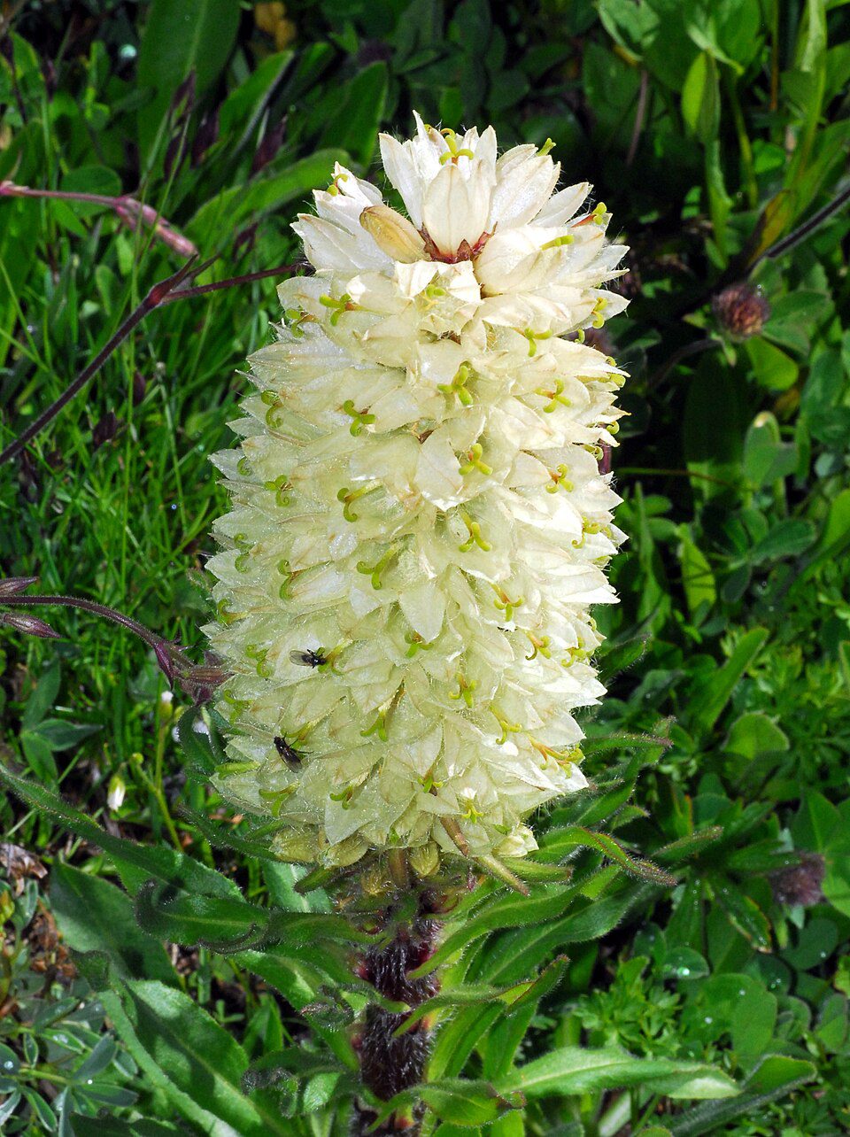 DZWONEK MIOTEŁKOWATY - CAMPANULA THYRSOIDES - obrazek 3
