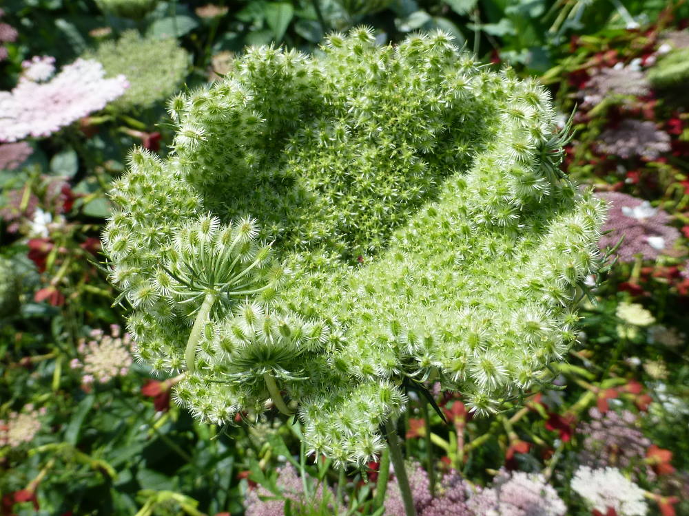 MARCHEW LEŚNA OZDOBNA - DAUCUS CAROTA DARA - obrazek 4