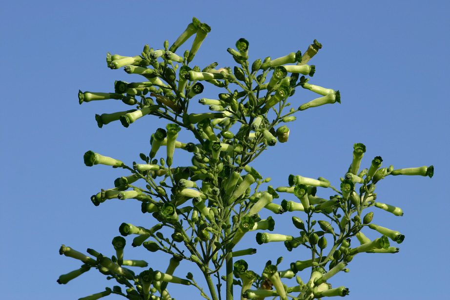 TYTOŃ DROBNOKWIATOWY - NICOTIANA PANICULATA - obrazek 2