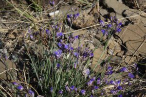 KRZYŻOWNICA CIENKOLISTNA- POLYGALA TENUIFOLIA - YUAN ZHI